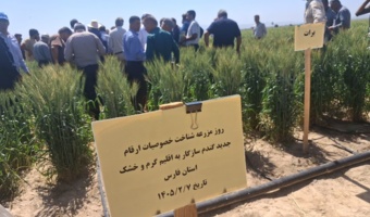 برگزاری روز مزرعه «شناخت خصوصیات ارقام جدید گندم و جو» در ایستگاه تحقیقات کشاورزی و منابع طبیعی داراب