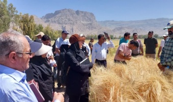 روز مزرعه در داراب؛ نوآوری در ارقام گندم و جو، گامی در جهت خودکفایی و امنیت غذایی