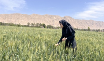 مصاحبه با الهام رضایی، محقق بخش تحقیقات گیاهپزشکی مرکز تحقیقات کشاورزی و منابع طبیعی استان فارس؛ همزمان با روز جهانی زنبور عسل