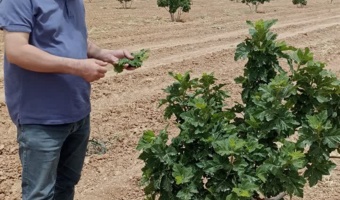 بررسی میدانی محققان بخش گیاه‌پزشکی مرکز تحقیقات و آموزش فارس از انجیرستان‌های آلوده