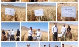 طرح تحقیقی–ترویجی PNT در مزارع گندم شهرستان اقلید با هدف ارتقای بهره‌وری و مدیریت تنش‌های محیطی ارزیابی شد