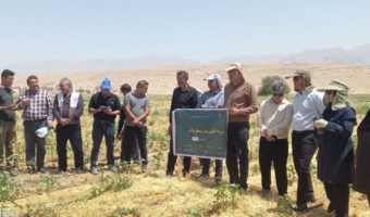 با مشارکت محققان مرکز تحقیقات و آموزش کشاورزی و منابع طبیعی استان فارس؛ اثربخشی تیمار بذر پنبه با حشره‌کش کروزر در شرایط مزرعه ارزیابی شد