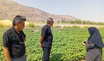 محققان مرکز تحقیقات و آموزش کشاورزی و منابع طبیعی استان فارس، وضعیت مزارع پنبه، کنجد و کاملینا را در منطقه هشیوار ارزیابی کردند