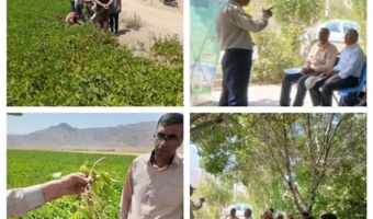 روز مزرعه لوبیا با محوریت کودهای زیستی در اقلید برگزار شد