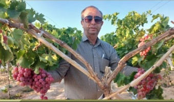 توسعه تاکستان‌های دانش‌بنیان با اجرای سیستم تربیت Y انگور