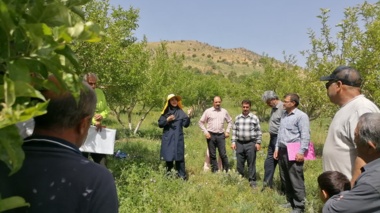 راهکارهای مبارزه با «سفیدک سطحی» و «کرم سیب» با حضور محققان مرکز تحقیقات و آموزش کشاورزی فارس تبیین شد