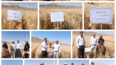 طرح تحقیقی–ترویجی PNT در مزارع گندم شهرستان اقلید با هدف ارتقای بهره‌وری و مدیریت تنش‌های محیطی ارزیابی شد