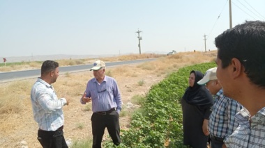 سامانه بی‌خاکورزی در مزارع پنبه داراب؛ گامی مؤثر در افزایش بهره‌وری آب و توسعه کشاورزی حفاظتی