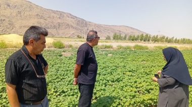 محققان مرکز تحقیقات و آموزش کشاورزی و منابع طبیعی استان فارس، وضعیت مزارع پنبه، کنجد و کاملینا را در منطقه هشیوار ارزیابی کردند