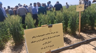 برگزاری روز مزرعه «شناخت خصوصیات ارقام جدید گندم و جو» در ایستگاه تحقیقات کشاورزی و منابع طبیعی داراب