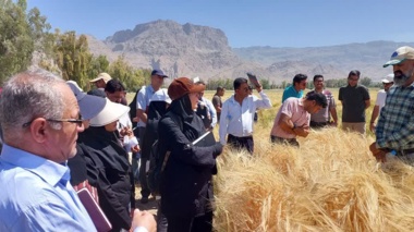 روز مزرعه در داراب؛ نوآوری در ارقام گندم و جو، گامی در جهت خودکفایی و امنیت غذایی