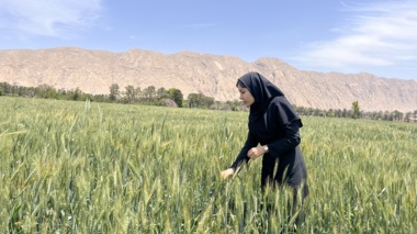 مصاحبه با الهام رضایی، محقق بخش تحقیقات گیاهپزشکی مرکز تحقیقات کشاورزی و منابع طبیعی استان فارس؛ همزمان با روز جهانی زنبور عسل