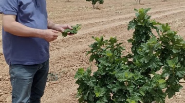بررسی میدانی محققان بخش گیاه‌پزشکی مرکز تحقیقات و آموزش فارس از انجیرستان‌های آلوده