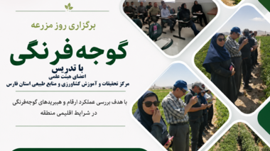 محققان مرکز تحقیقات و آموزش کشاورزی و منابع طبیعی استان فارس، آخرین یافته‌های پژوهشی مدیریت گل جالیز را در مزارع صیفی‌جات ارسنجان ارائه کردند