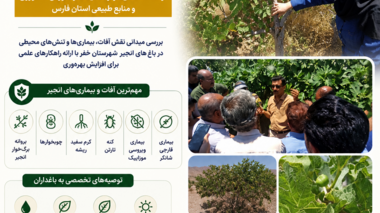بررسی میدانی نقش آفات، بیماری‌ها و تنش‌های محیطی در باغ‌های انجیر شهرستان خفر با ارائه راهکارهای علمی برای افزایش بهره‌وری