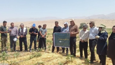 با مشارکت محققان مرکز تحقیقات و آموزش کشاورزی و منابع طبیعی استان فارس؛ اثربخشی تیمار بذر پنبه با حشره‌کش کروزر در شرایط مزرعه ارزیابی شد