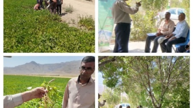 روز مزرعه لوبیا با محوریت کودهای زیستی در اقلید برگزار شد